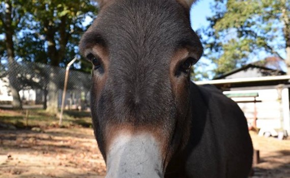 12265666_947601848654264_2433513848416895538_o