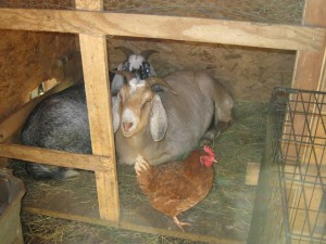 12541012_975021532578962_974773172037043732_n