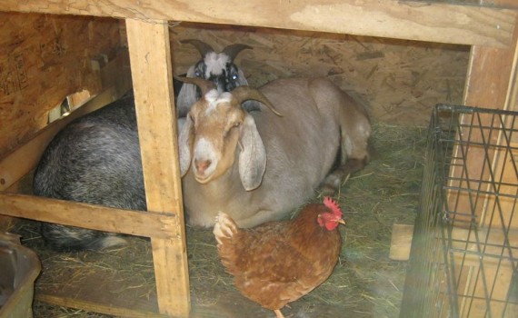 12541012_975021532578962_974773172037043732_n