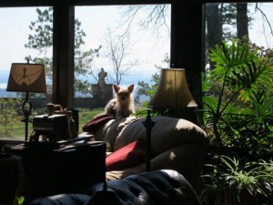 12573689_984070775007371_2596305024734509242_n