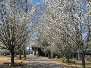 12647074_987201534694295_857205215659224506_n