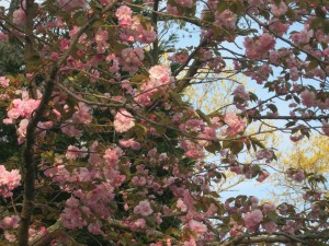 12669568_987200981361017_7783808420785754553_n