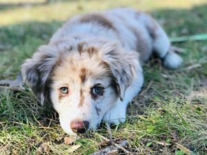 49914690_2070433146371123_8610134836805369856_n